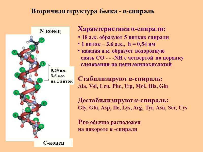 Вторичная структура белка - α-спираль N-конец C-конец 0,54 нм 3,6 а.к.  на 1